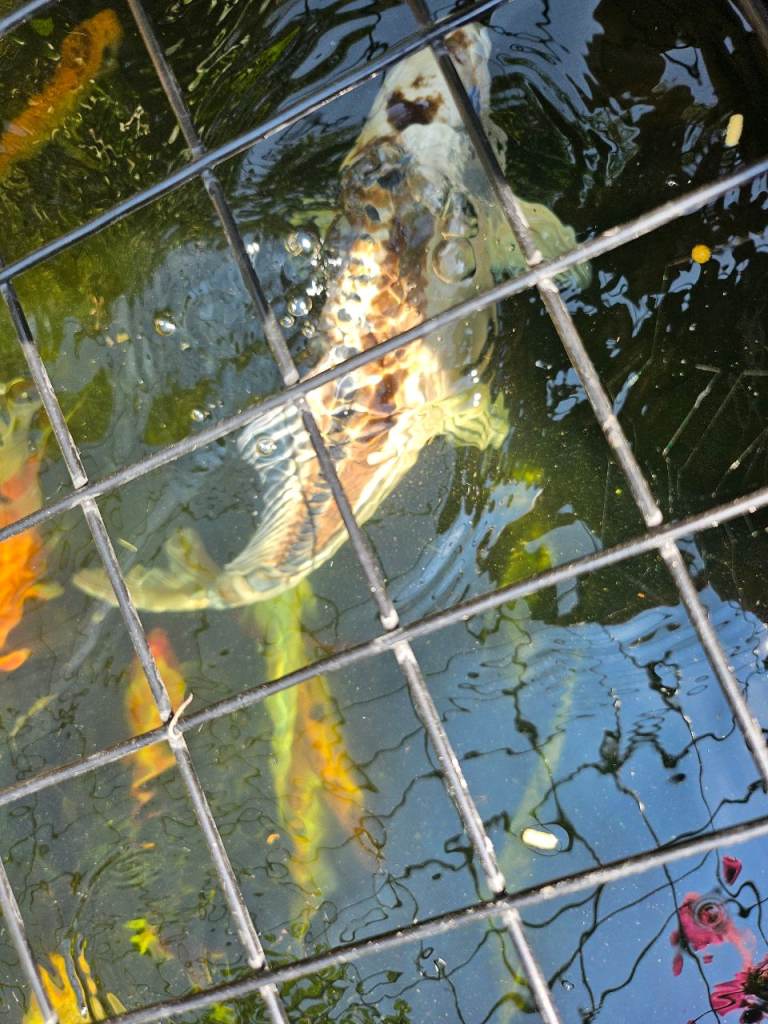 30cm koi for sale