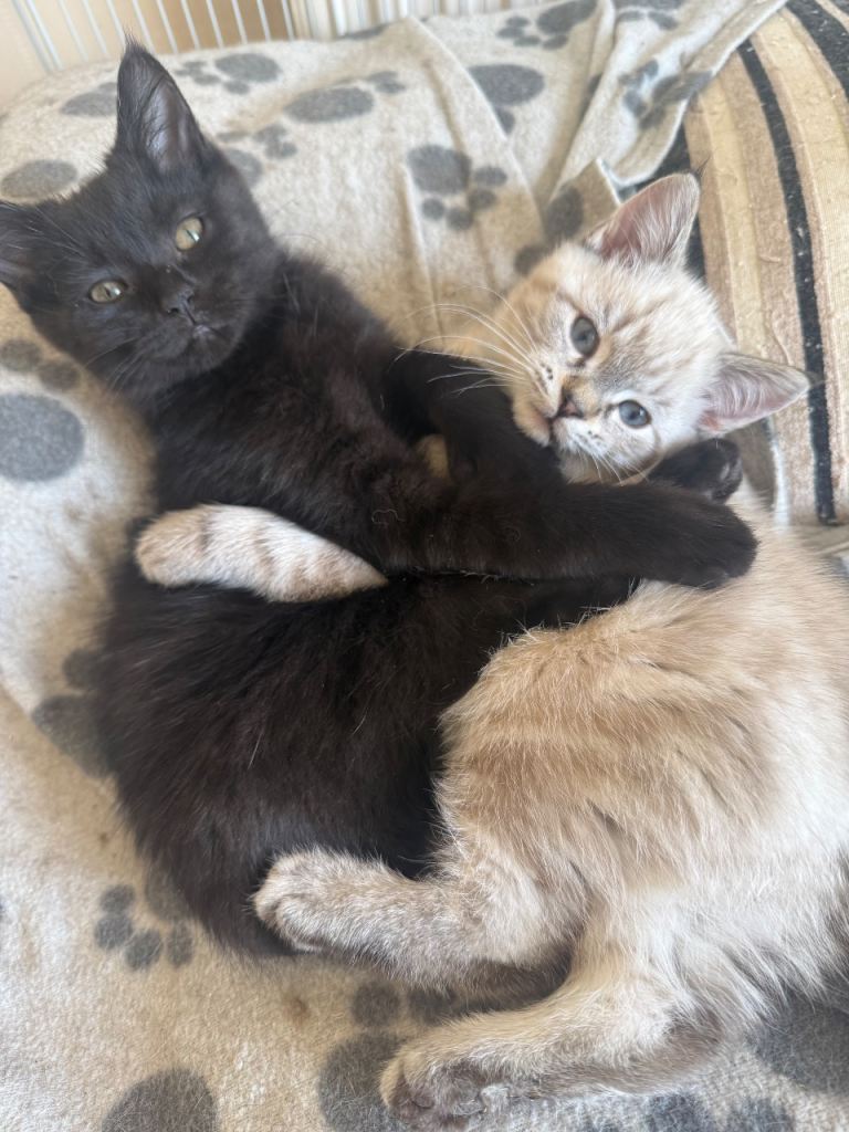 Beautiful Kittens Ready For Their Forever Homes 