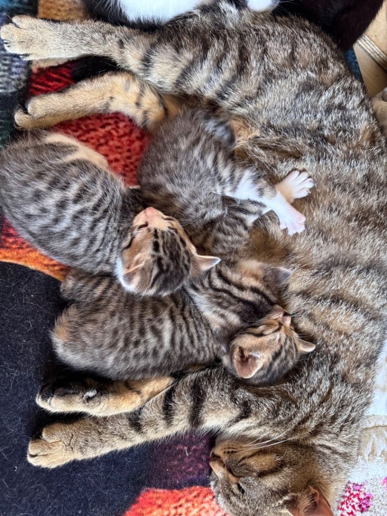 ❗️All kittens gone❗️