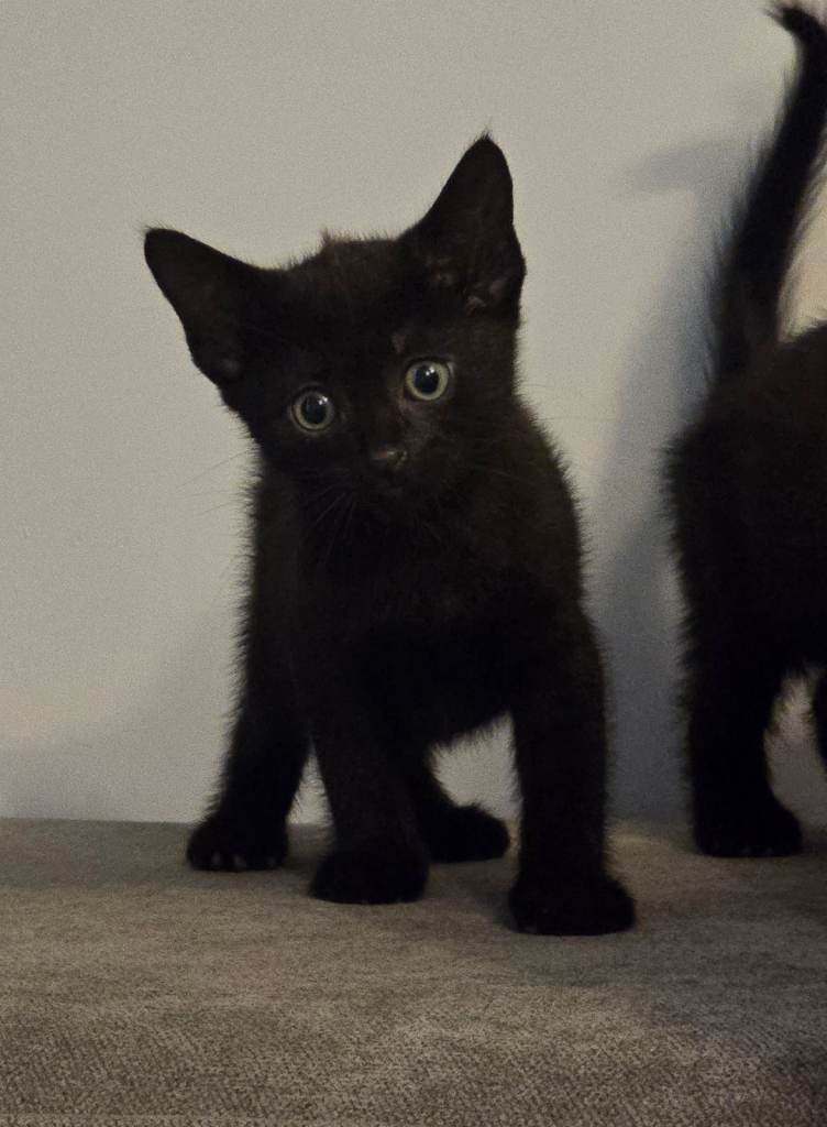 Adorable black boy kittens looking for a new homes.