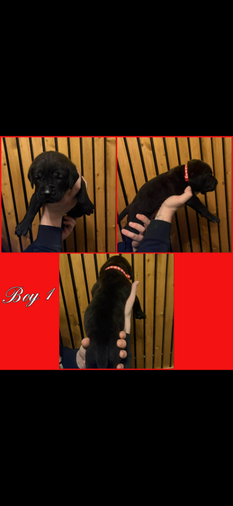 Chunky cane corso pups blue/black/formentino 