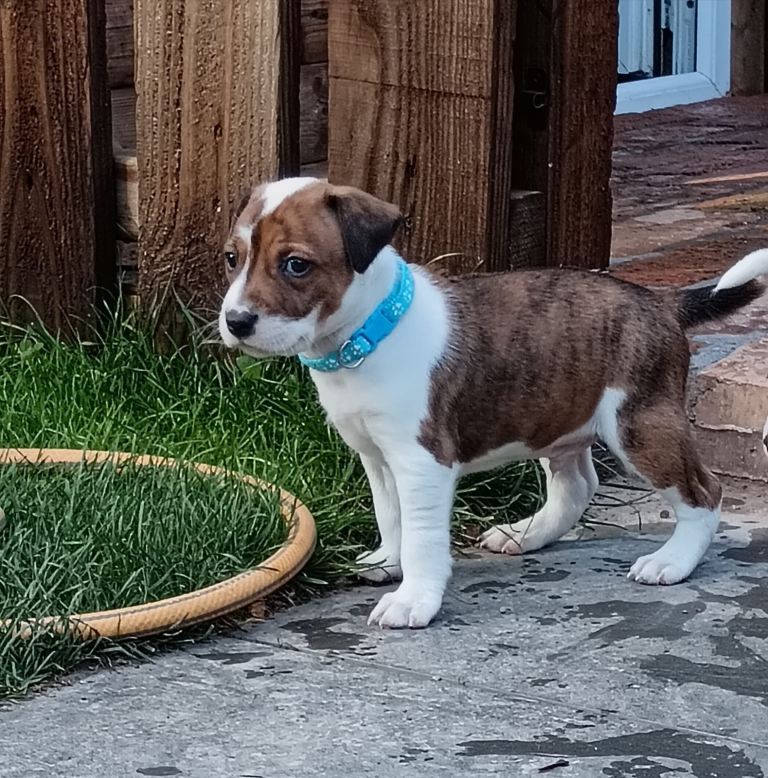 Staffy x Terrier in Walsall