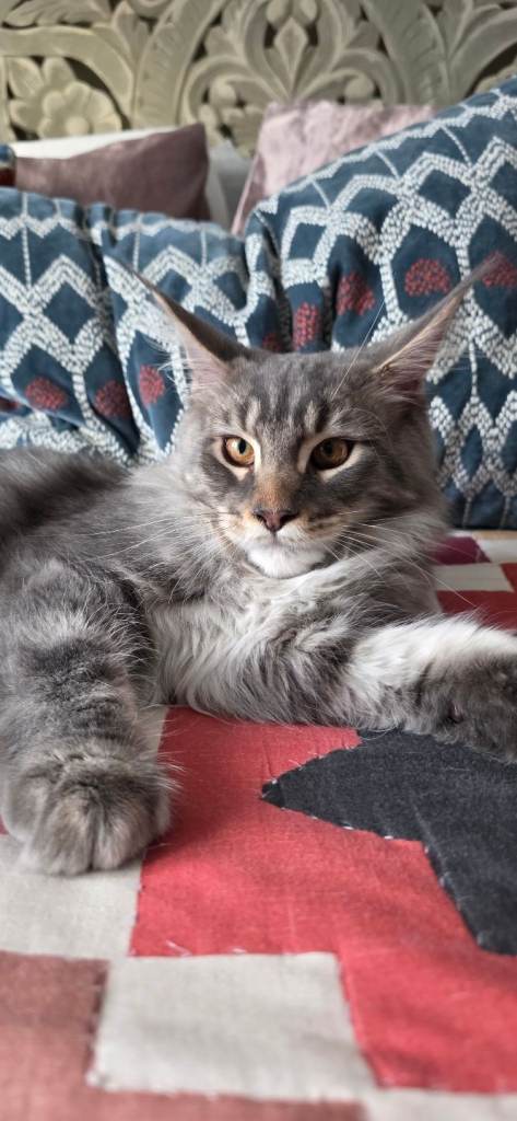 Maine coon kitten for sale