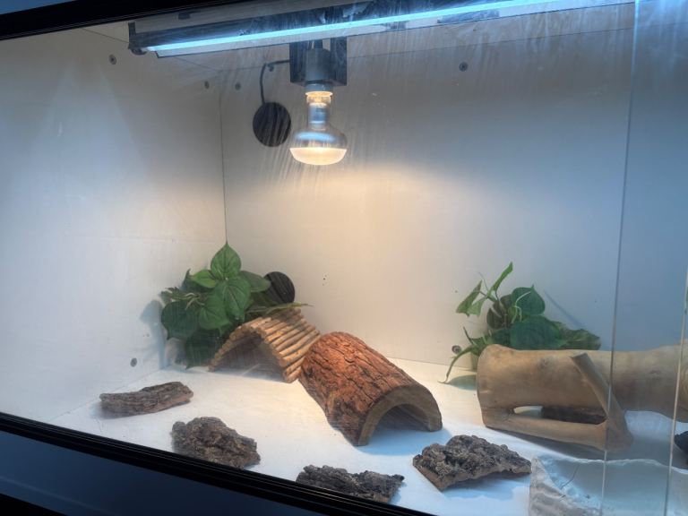 5ft Reptile ball python corn snake bearded dragon leopard gecko vivarium 