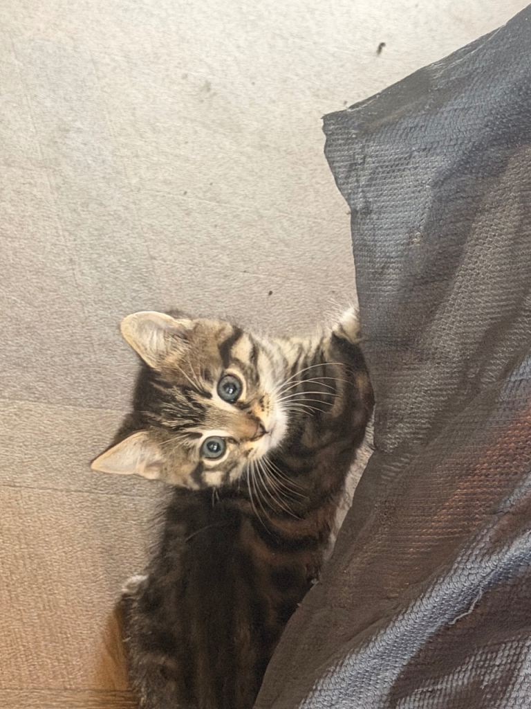 Selling a cat