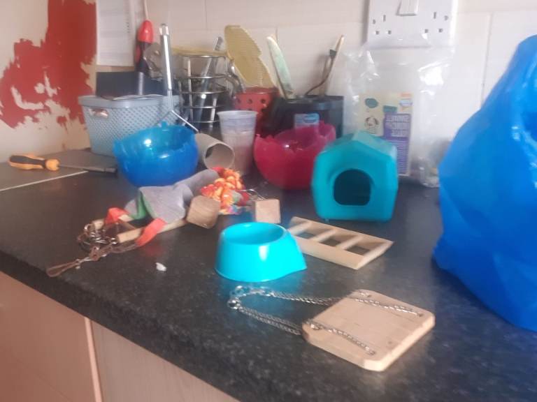 Assorted Small Pet Accessories and Toys
