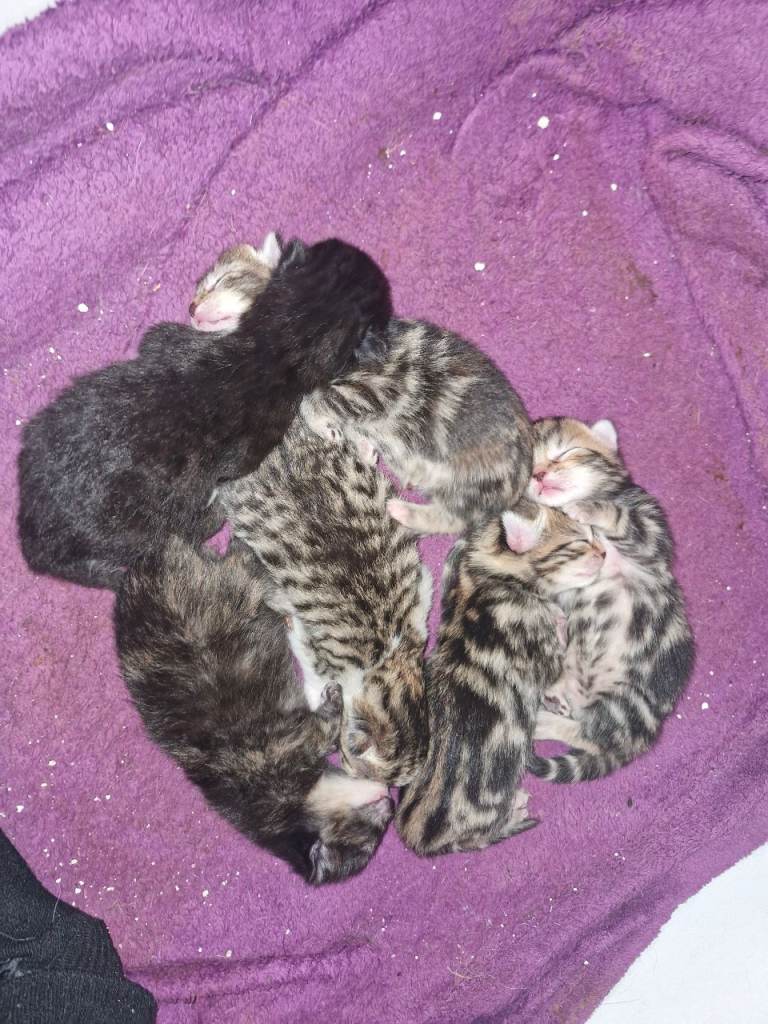 Maincoon cross kittens