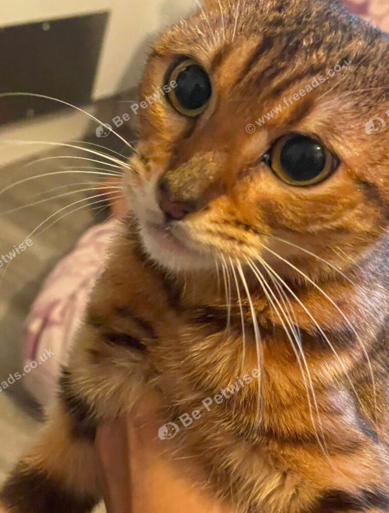Beautiful Bengal mix kitten 1 years old in Tower Hamlets