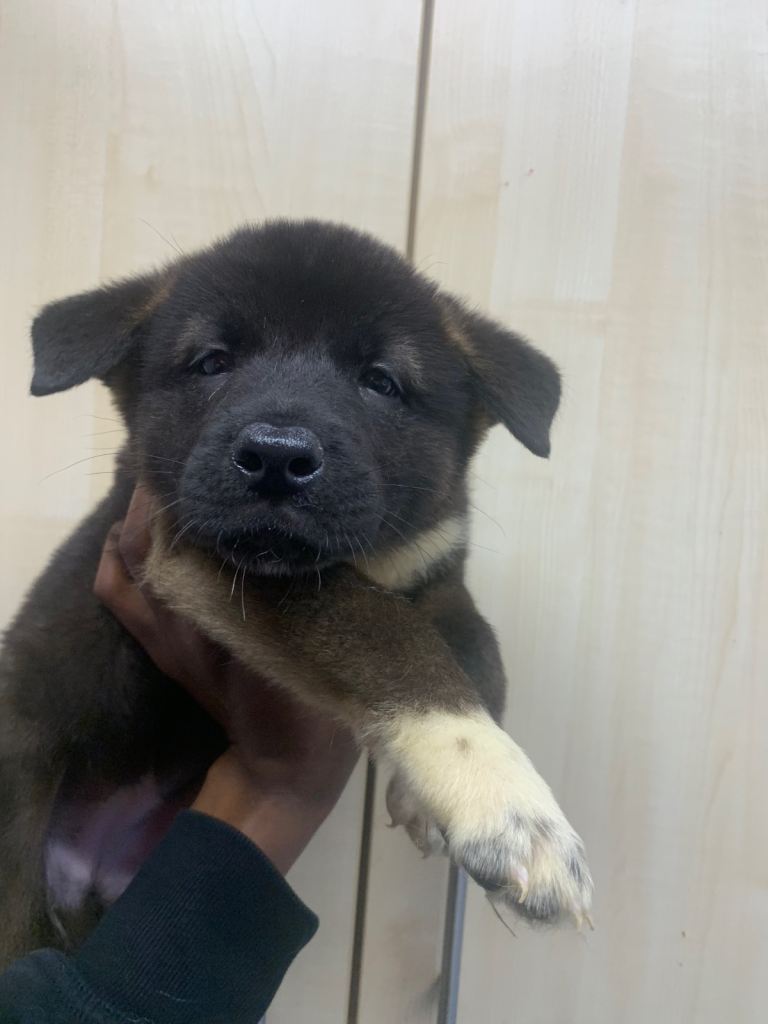 American Akita pup🐾