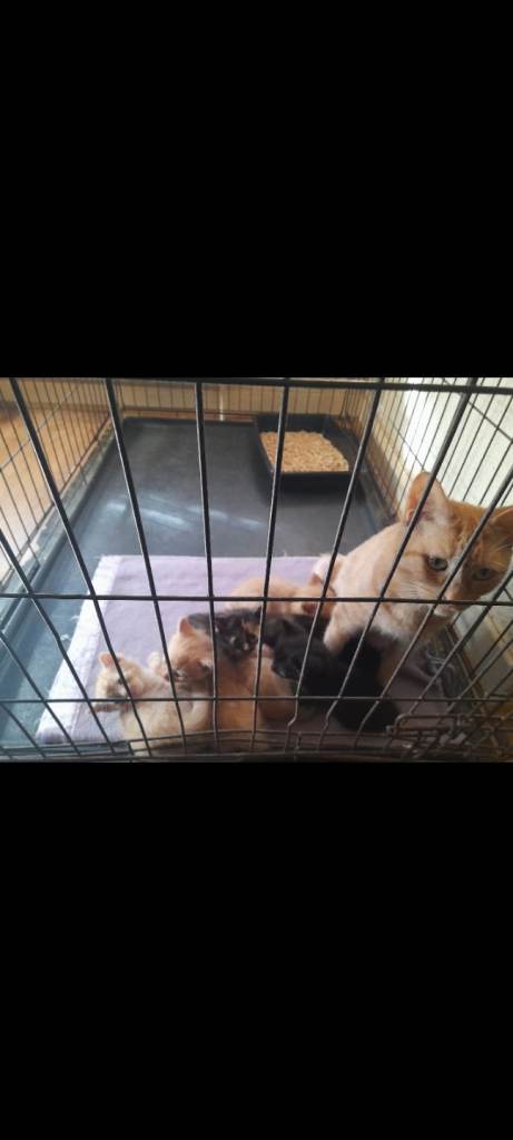 Beautiful 4 boys ginger and 3 girls black and ginger tortoise shell 10weeks old 
