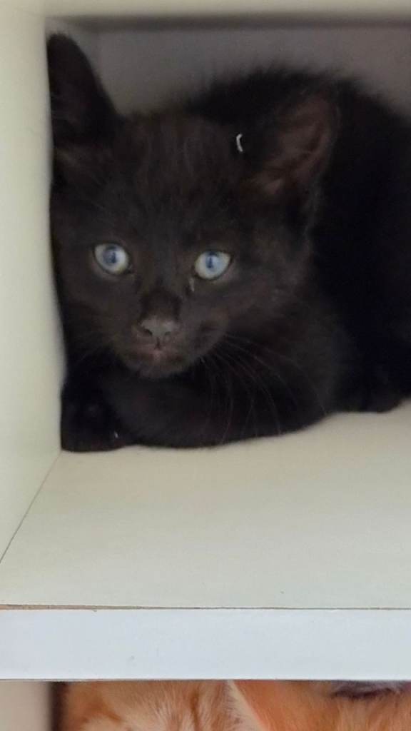 Kittens