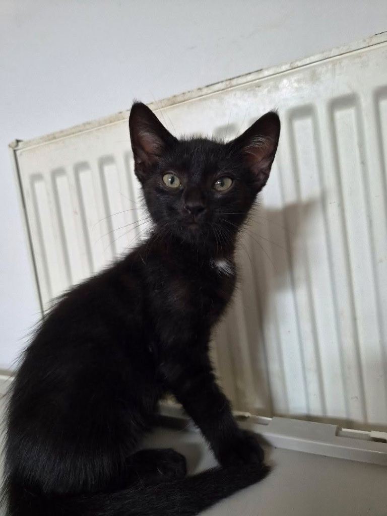 Black and white male kitten