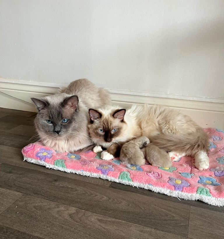 Male and female ragdoll 