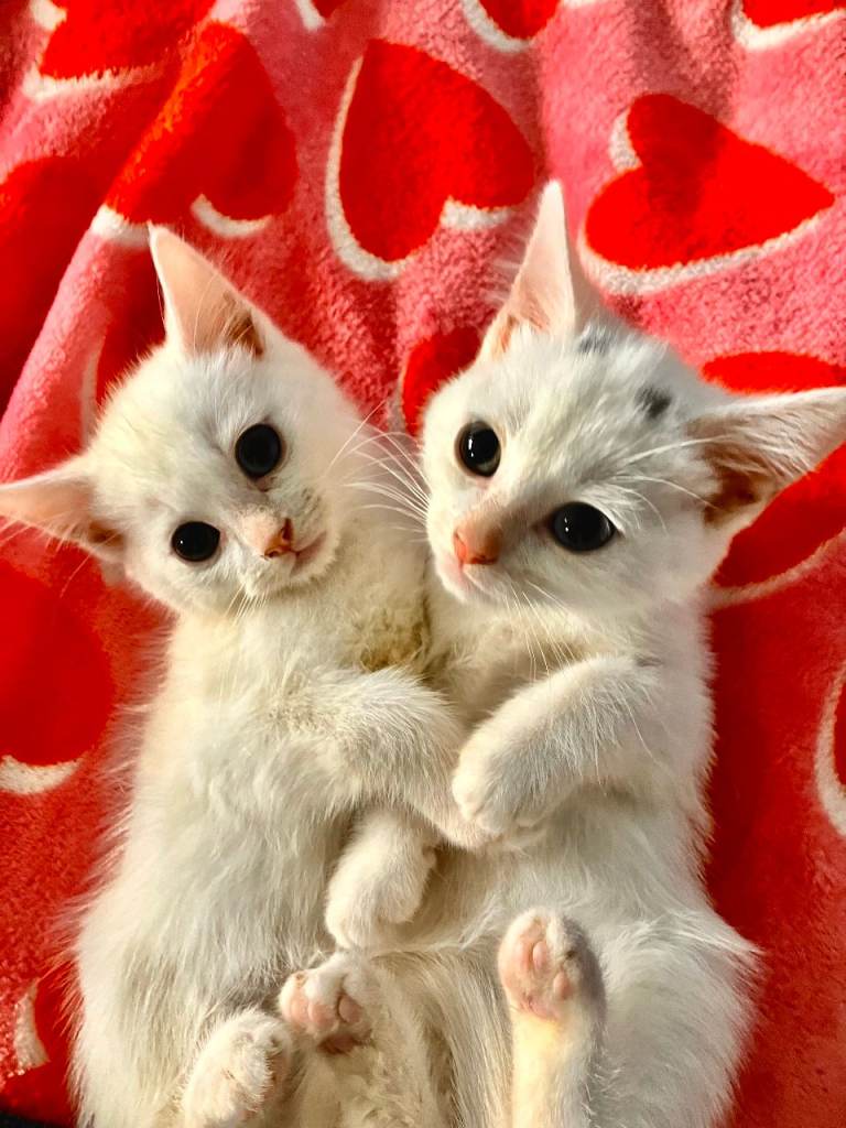 A lovely litter of kittens ready to go 