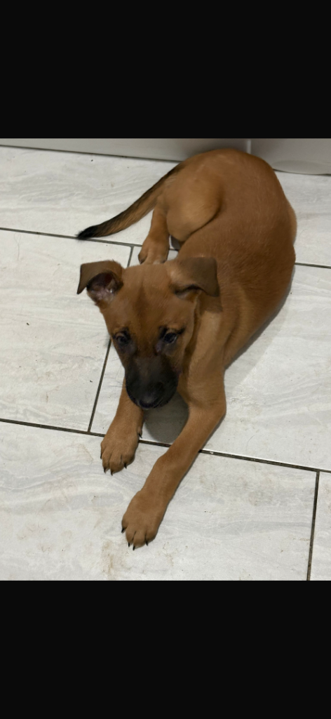 Belgian Mali cross bull greyhound puppies 