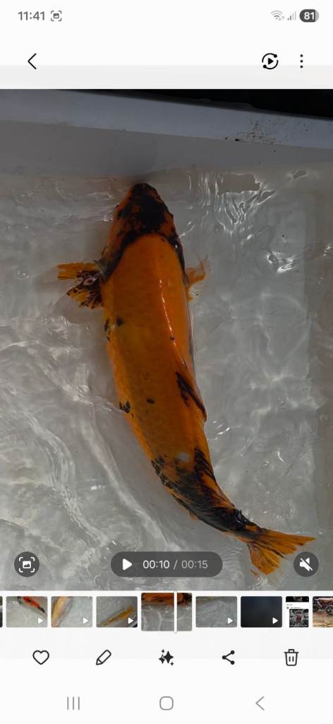 Koi