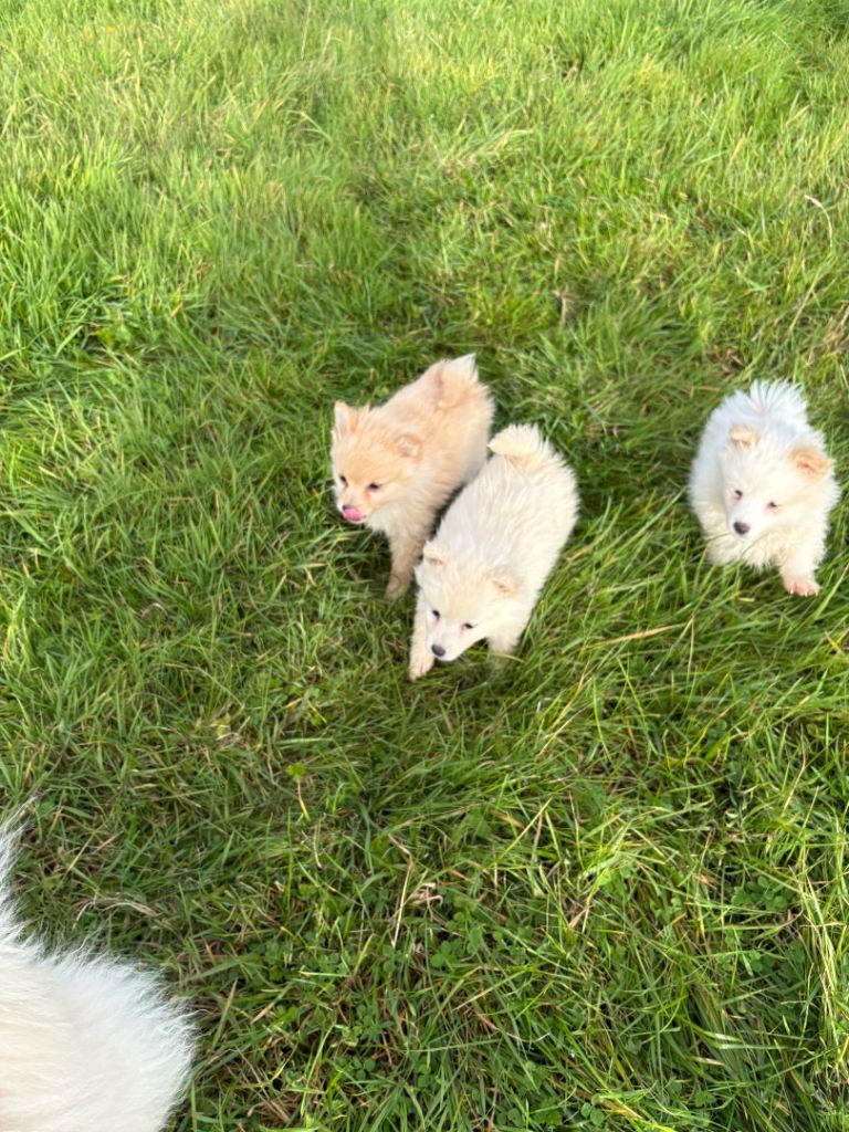 !!!!!! Pomeranian puppies !!!!!!