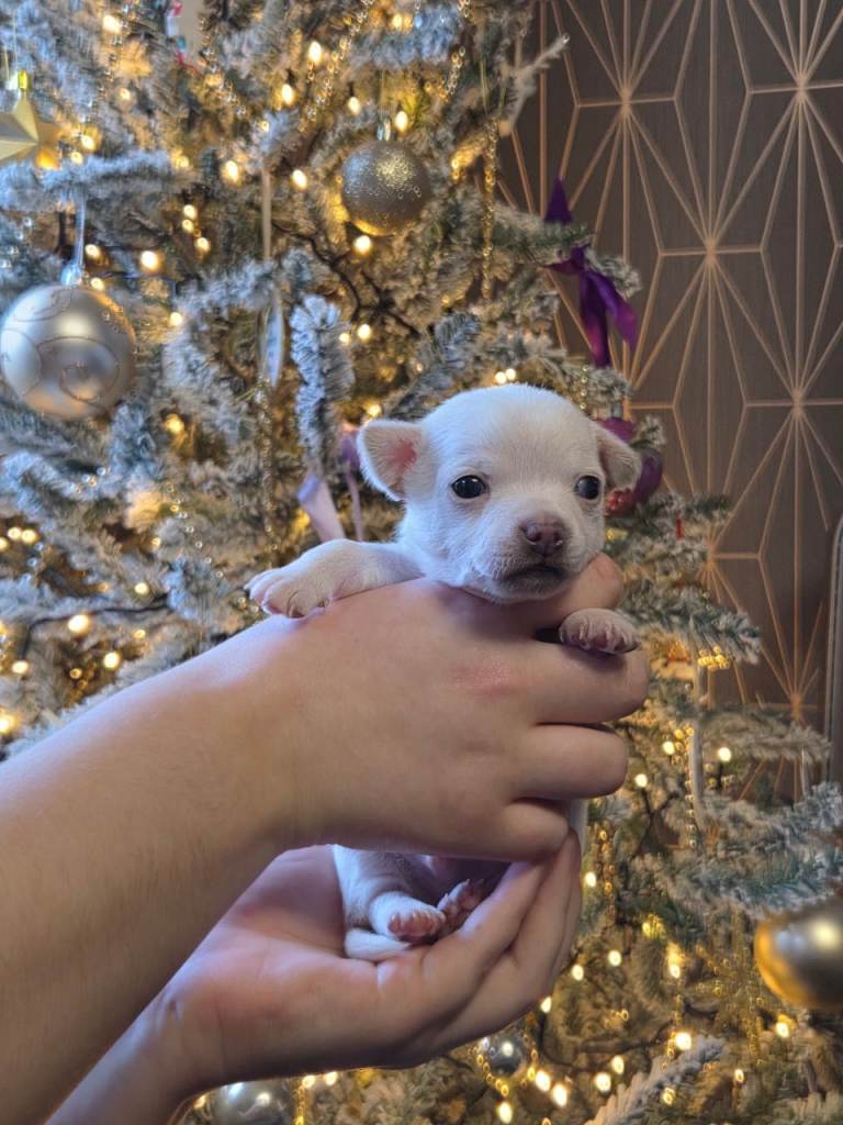 Gorgeous pure breed chihuahua puppies 