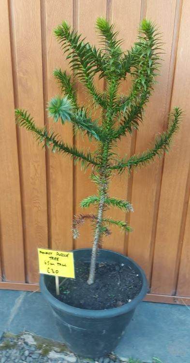 Araucaria Araucana or Monkey Puzzle Tree – UK Outdoor Hardy, 5 Litre Pot, 60cm Tall