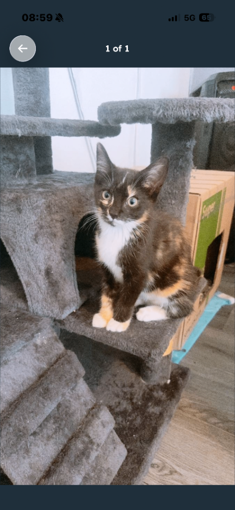 Junior cats for sale