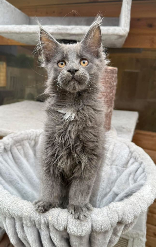 Maine coon kittens available 