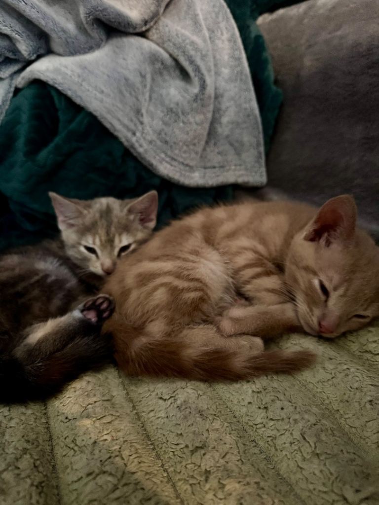 4 kittens - One Ginger, one grey and two black