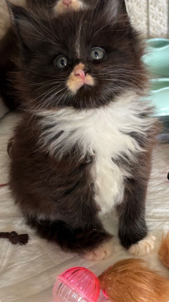 Stunning pedigree  Maine coon kittens ready to reserve 