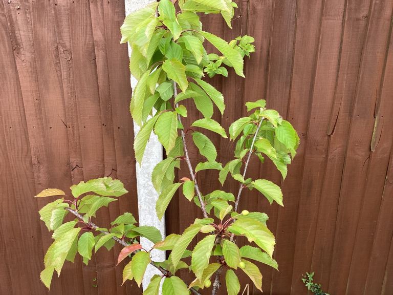 Cherry tree