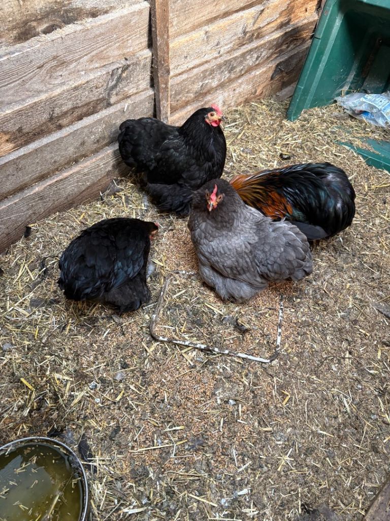Chickens