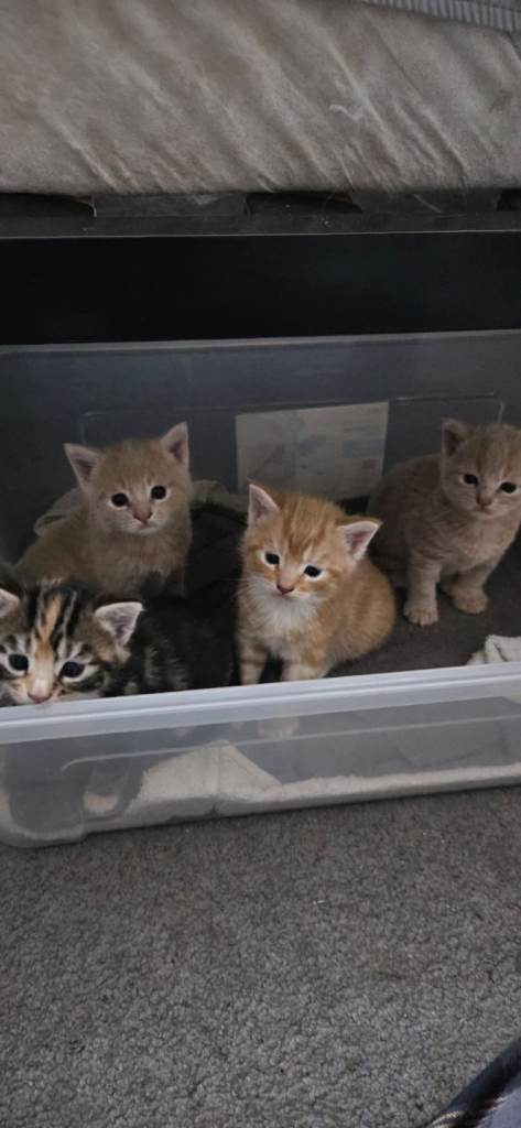 Kittens for sale. 