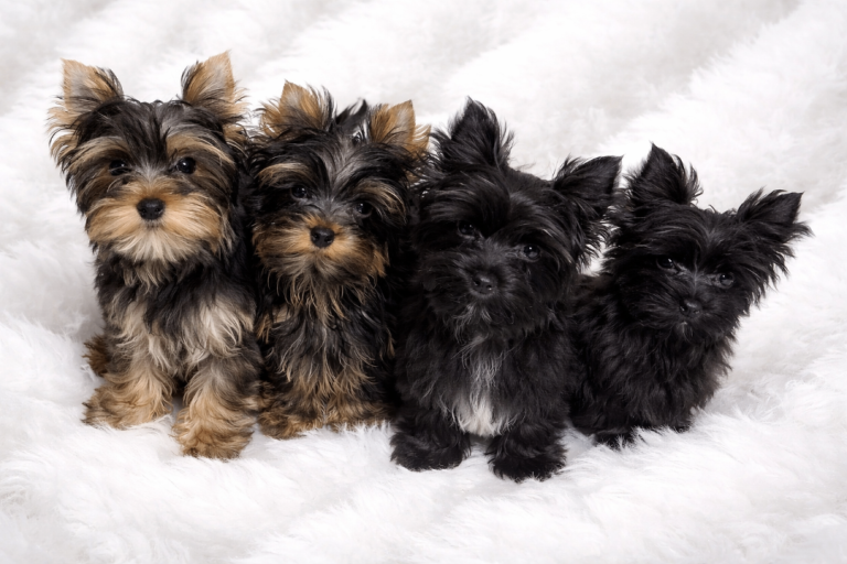 Yorkshire Terrier 