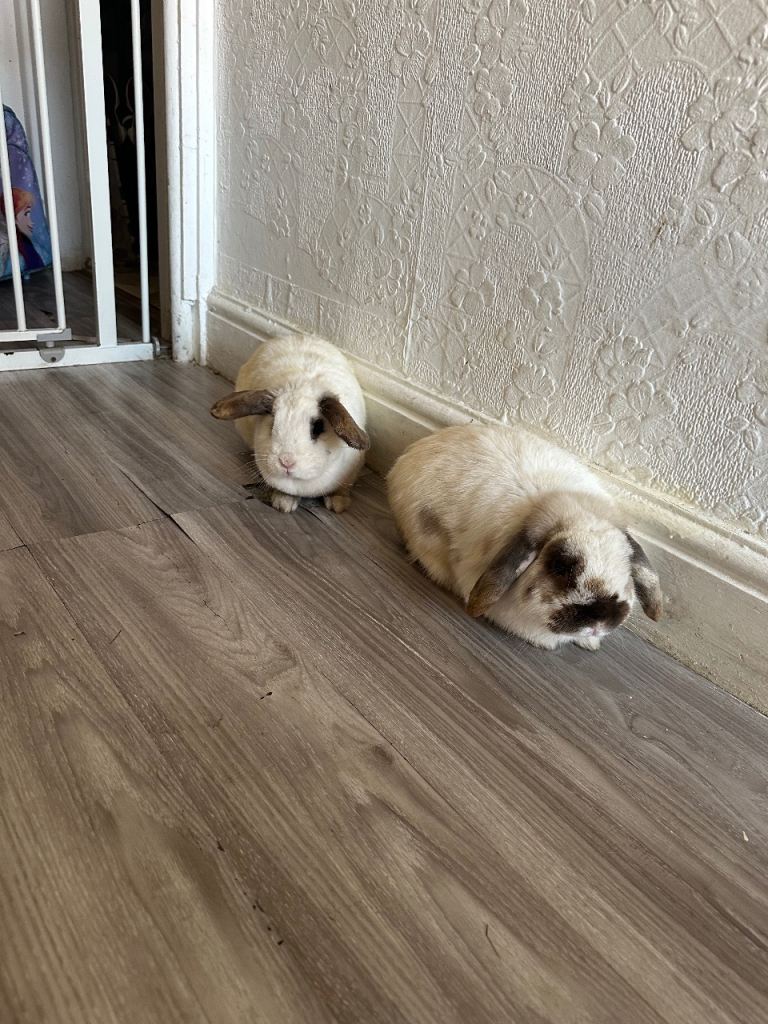 2 beautiful lion-headed.