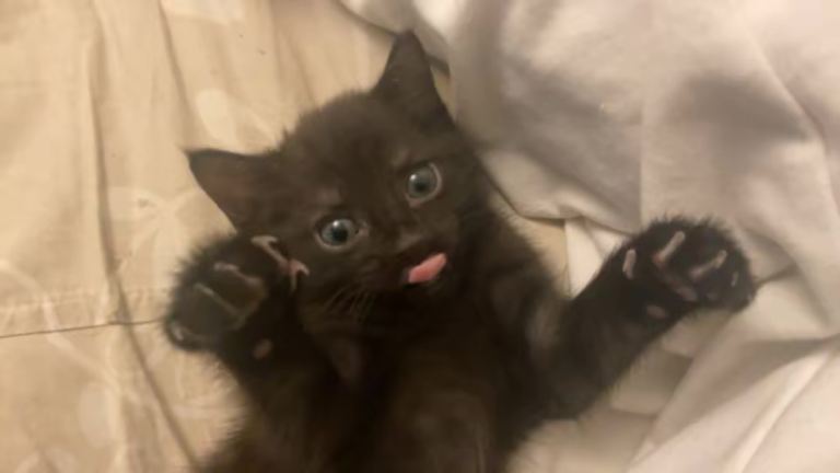 Kittens for sale