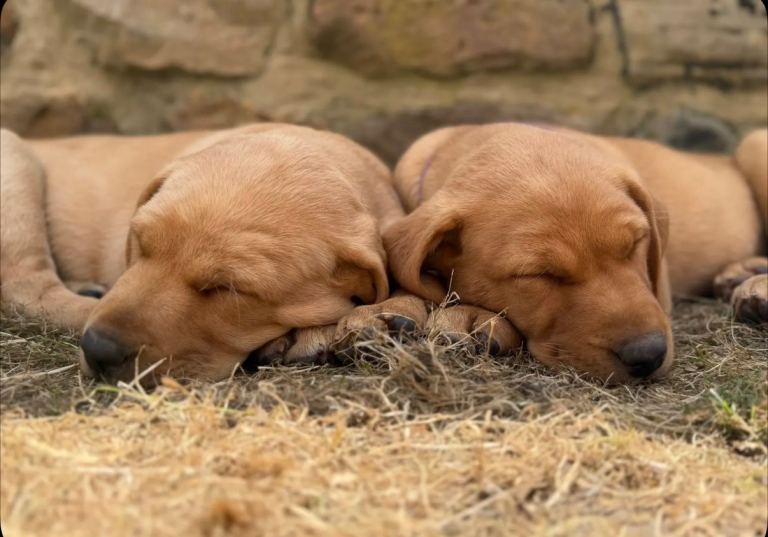 labrador pups ready to go