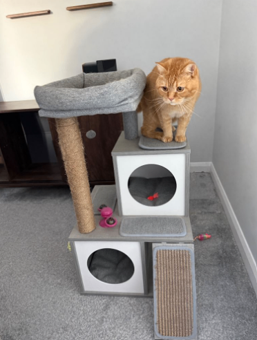 Free Cat Tree