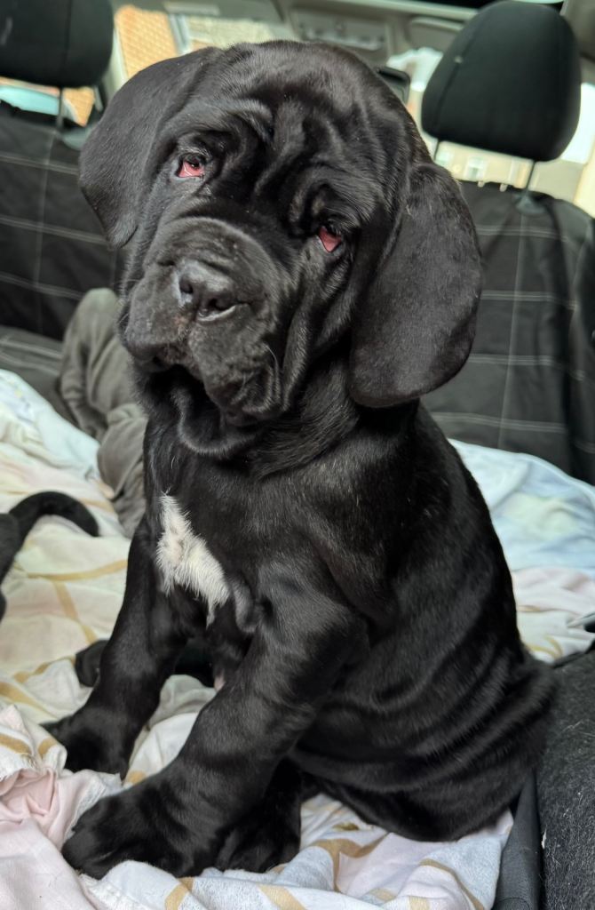 3 Neapolitan mastiff black female puppies Newcastle 