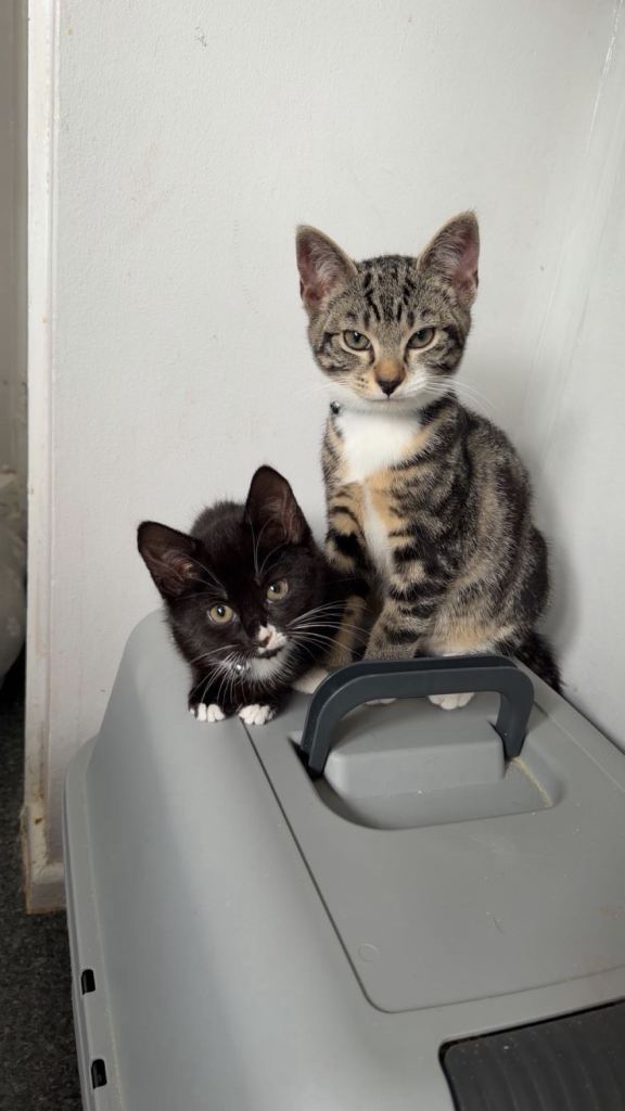 2 Beautiful Kittens 