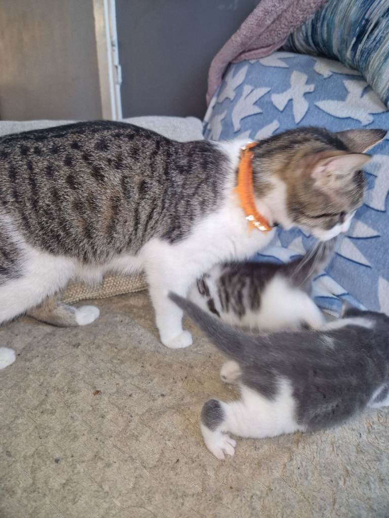 2 female british short hair kittens 