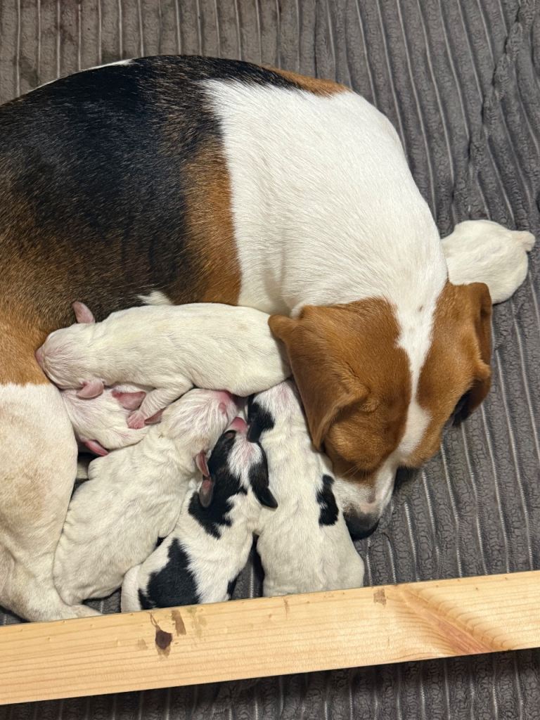 Beagle X Parson Russell Terrier Puppies for sale