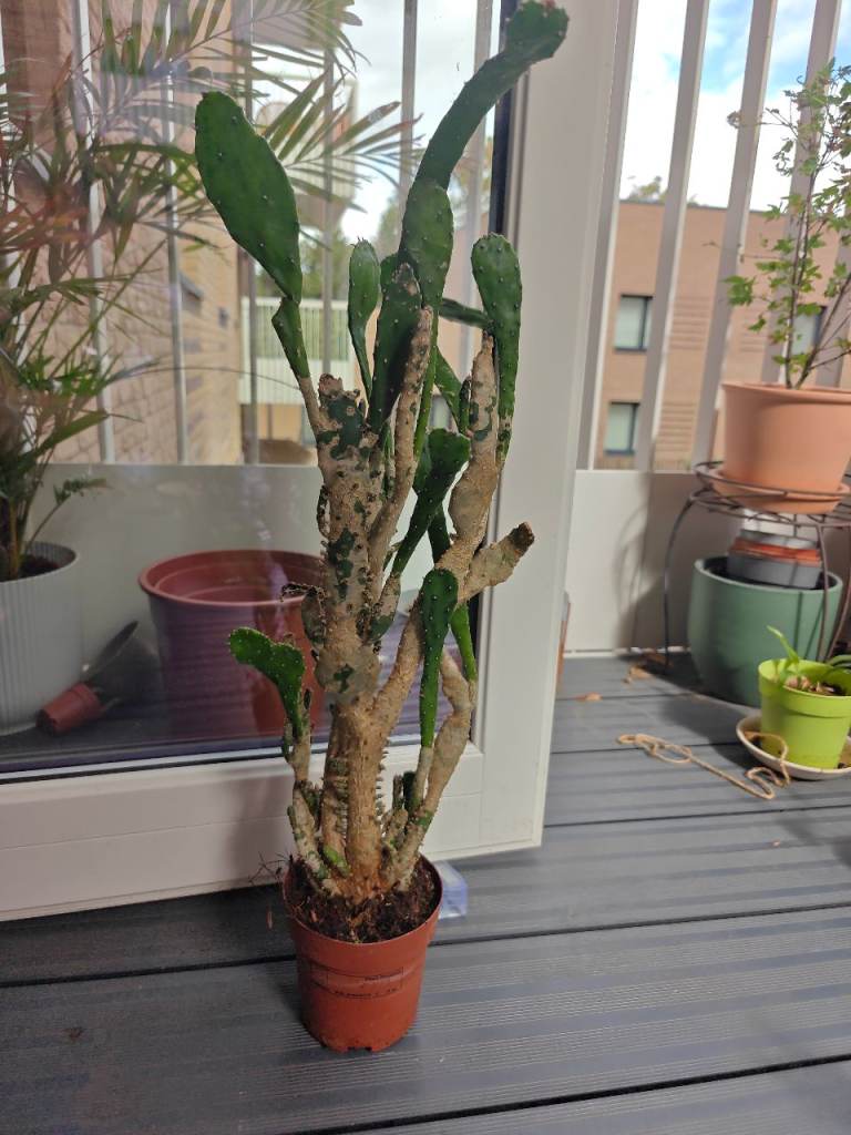 Healthy Green Cactus Plant in Terracotta Pot
