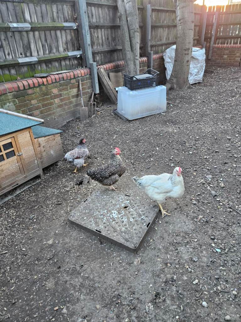 X3 free range egg layers pet chicken hens.