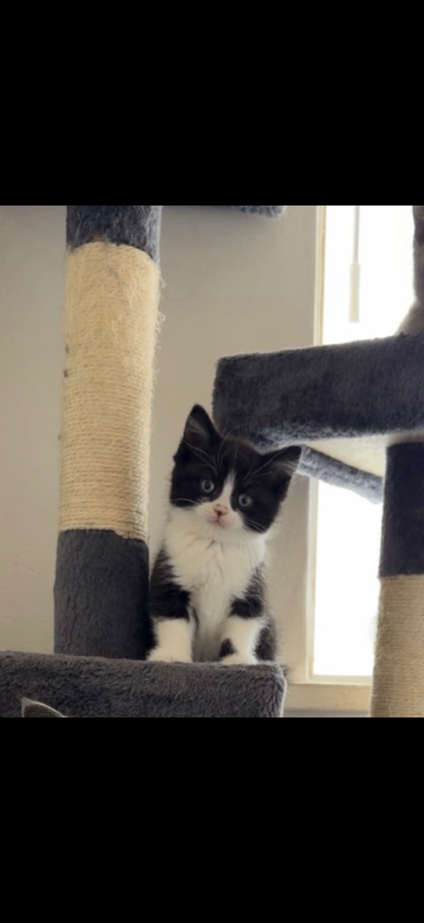 British short hair BSH mixed with Norwegian forest cat 