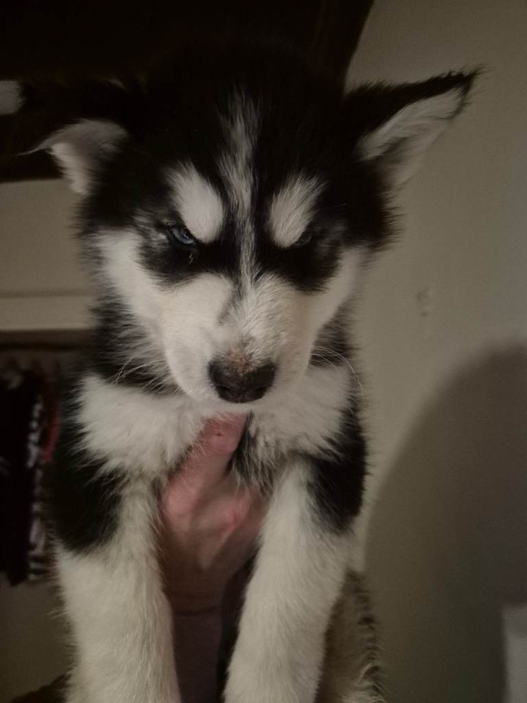 Alaskan malamute x huskie