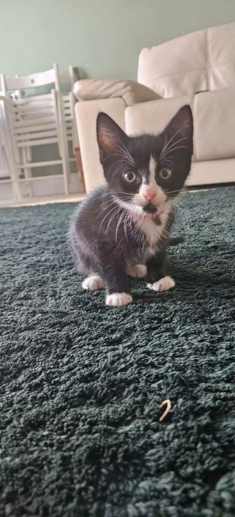 Kittens looking for a loving home 