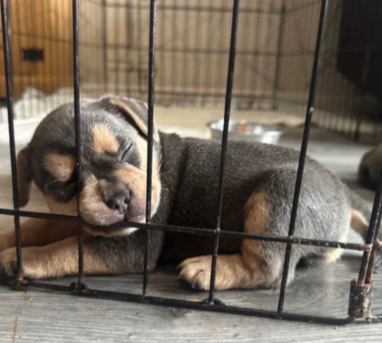 FEMALE frenchie mix READY
