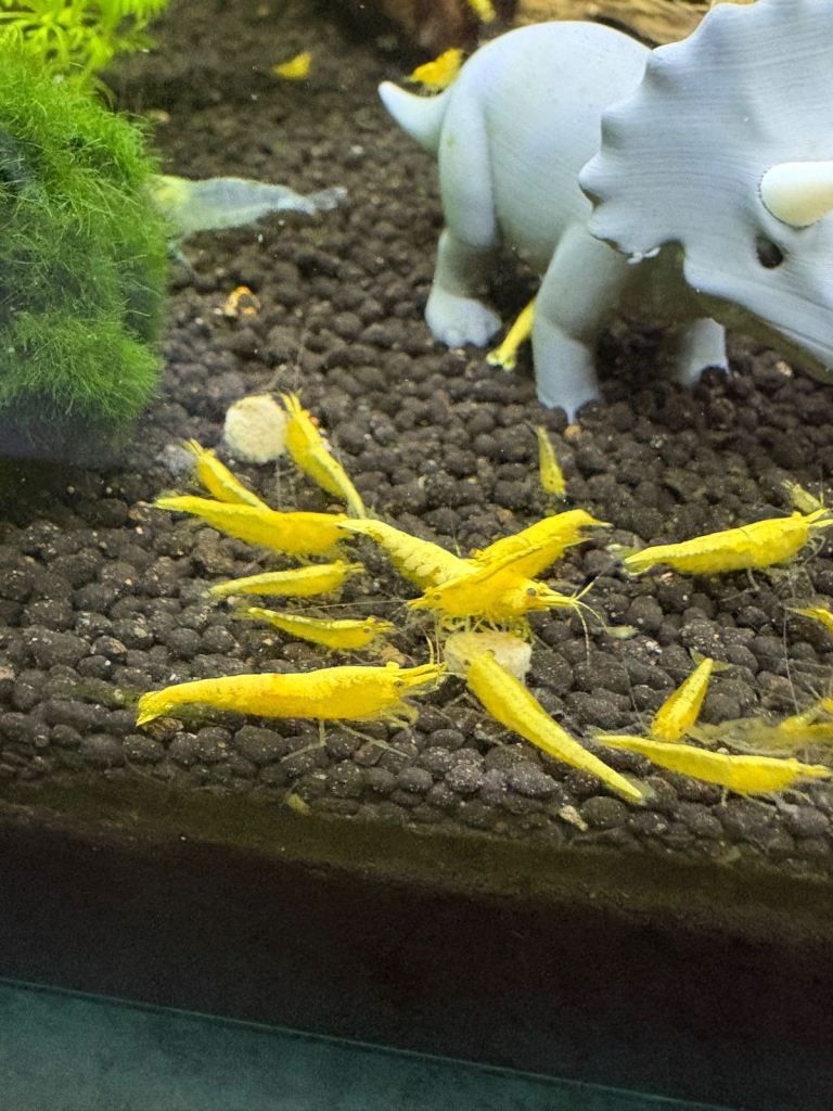 Shrimp / tropical fish 