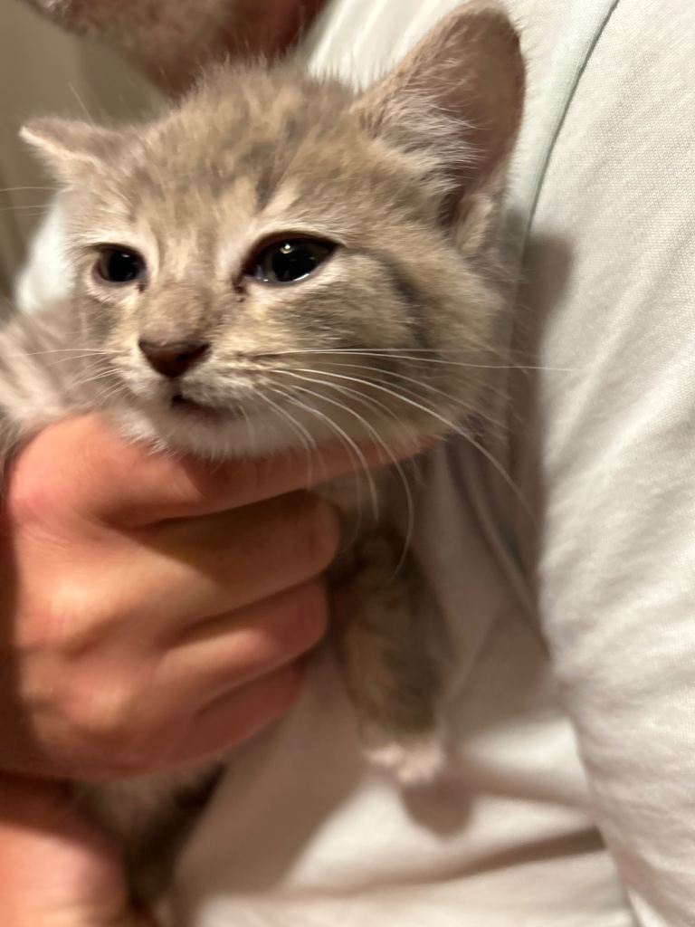 8 wk old Kittens gingers and lilac cream - ready to go  - 8 weeks old on sunday