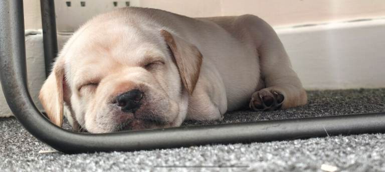 French Bulldog X Lab Puppies
