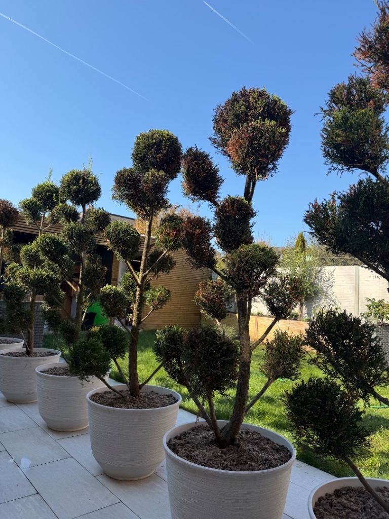 Garden trees (110/each) Tuja Leylandii