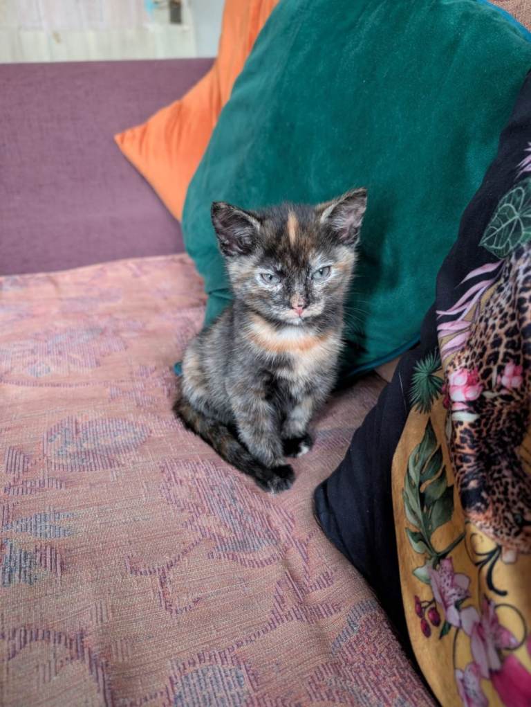 5 Beautiful 8 Weeks Old Kittens For Sale - Ready for Loving Homes